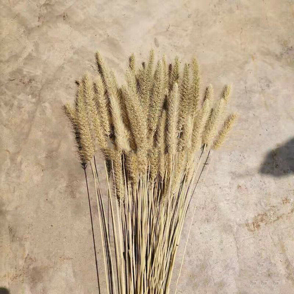 50Pcs Natural Dried Flowers Dog Tail Grass Idyllic Wedding Party Home Decoration
