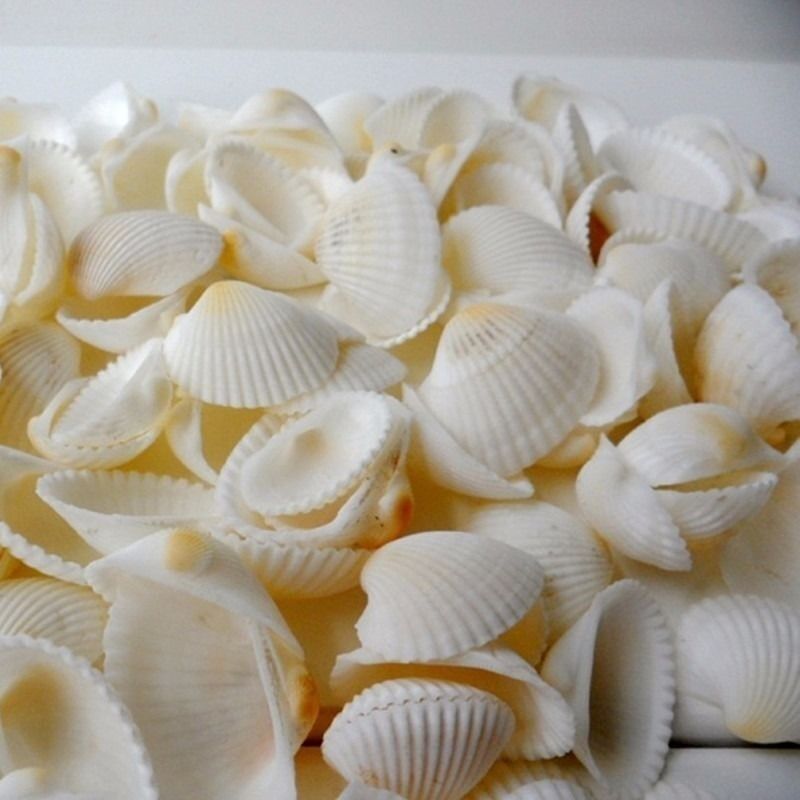 20 Natural Seashell Scallop Fan Shell Aquarium Fish Tank Nautical Decor 15-25mm