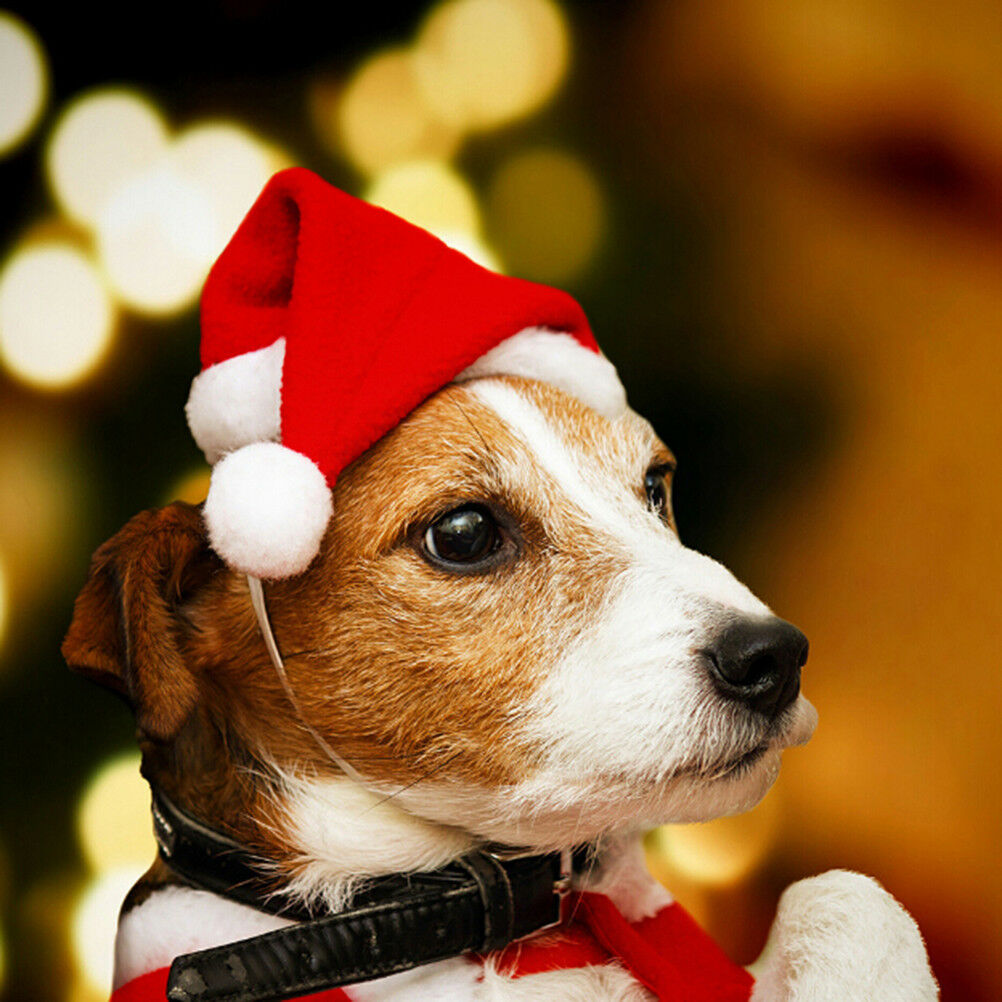 Christmas pet santa hat small puppy cat dog xmas holiday costume ornament.l8