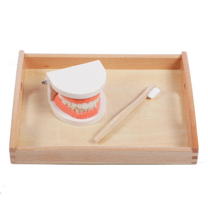 Educational Toys for Children Kids Intelligence Brushing Tooth Teaching AidsFCA