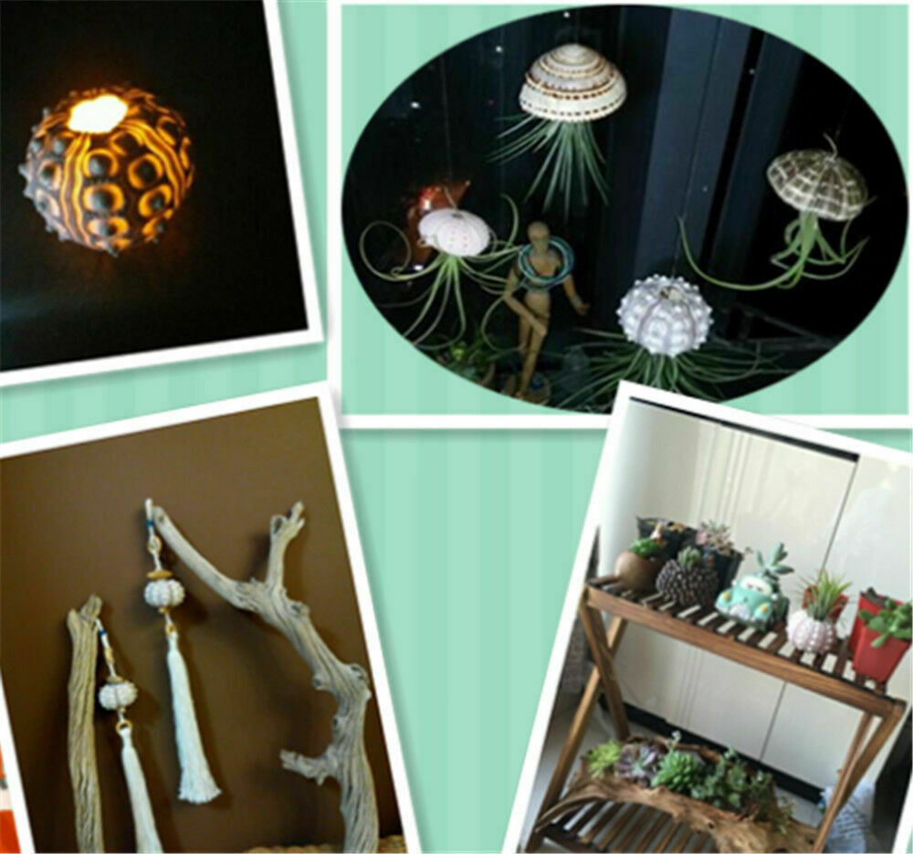 Natural Shells 4-8cm Sea Urchin Seashells Ornament Craft Flowerpot Decor HH6958