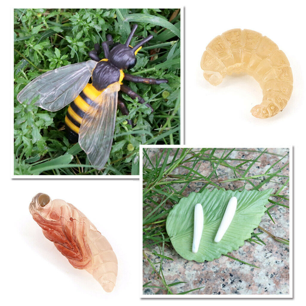 Lifelike Nature Insects Growth Life Cycle Kids Learning Toys Teaching Aids