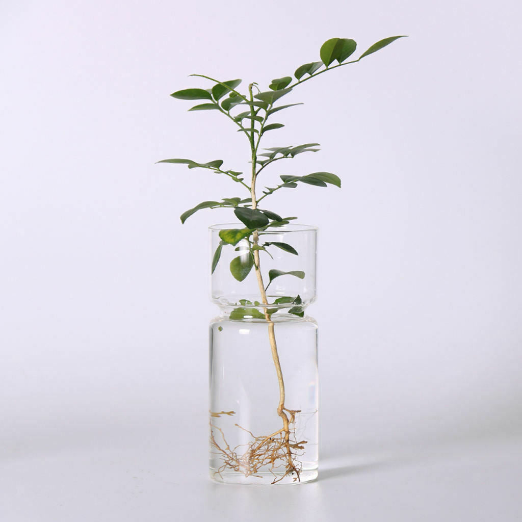 4pcs Hyacinth Glass Hydroponic Vase Landscape Bottle Flower Plant Pot