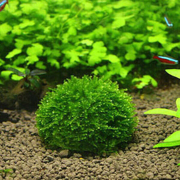 4pcs Dia. 5cm Aquarium Fish Tank Media Live Plant Moss Ball Filter Filtration
