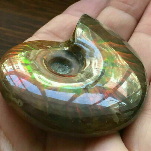 Natural Iridescent Ammonite Ammolite Facet Specimen Fossil Madagascar Stone