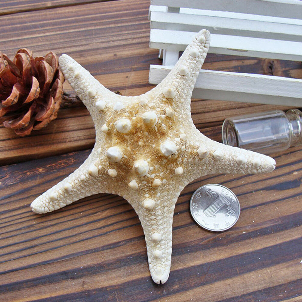 2pcs Aquarium Natural Starfish Sea Star Shells Landscape Making DIY Craft Decor