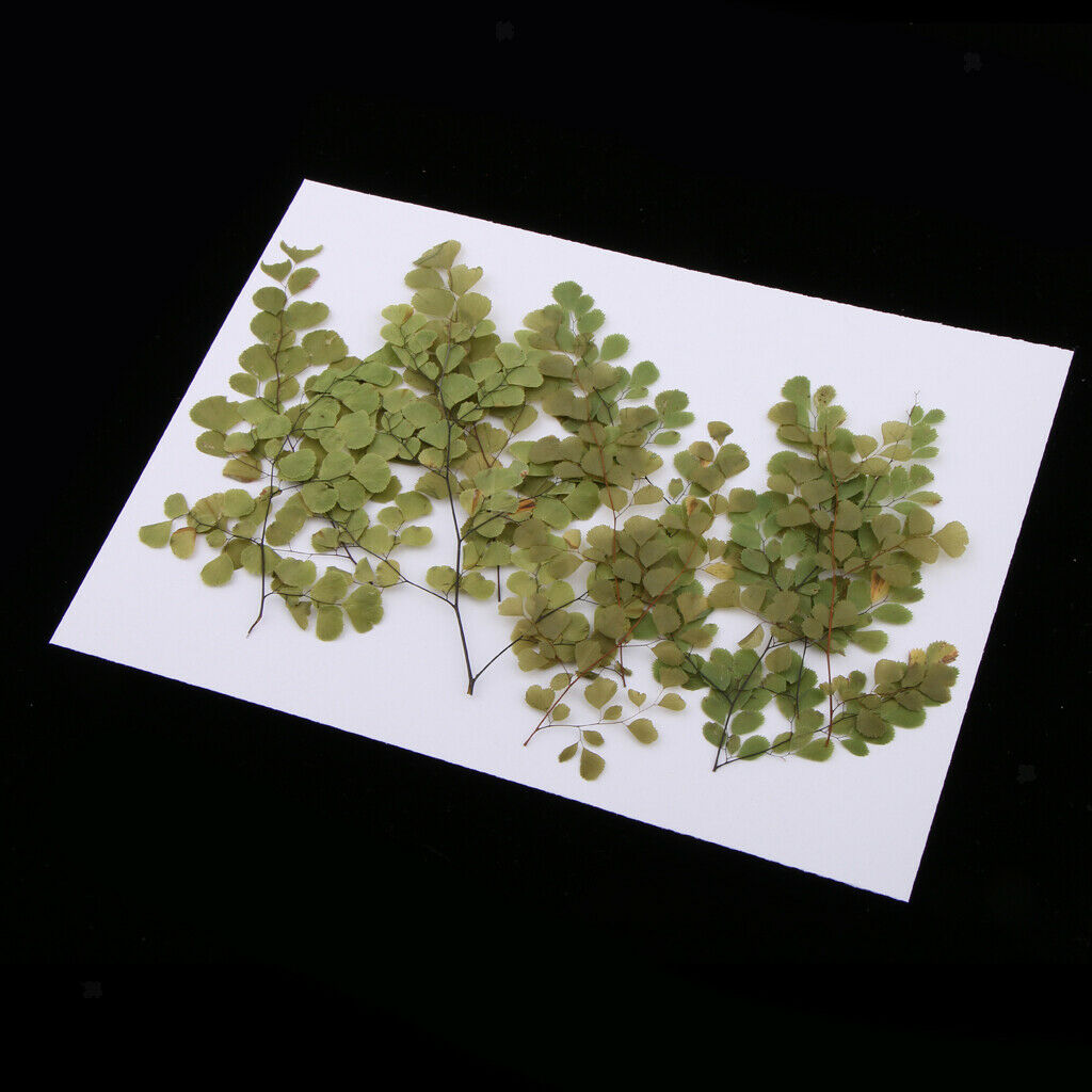 20 Pcs Beautiful Pressed Dried Flowers Natural Dried Flowers for Scrapbook Arts