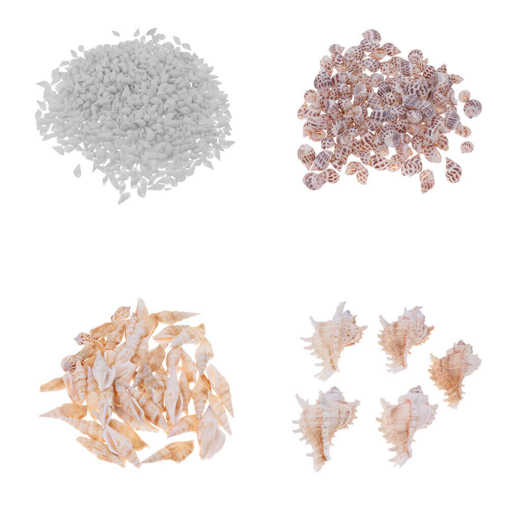 500g Mixed Sea Beach Shells Craft Seashells Aquarium Fish Tank Decor #1 500g