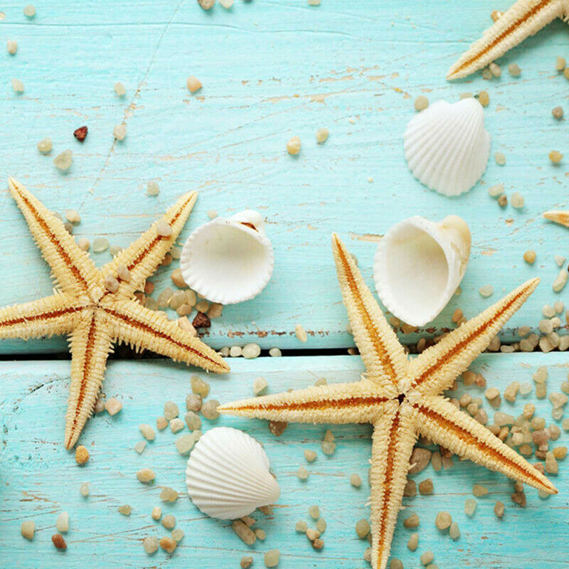 40 pcs Mini Fan Shells Natural Seashells Beach Fish Tank Aquarium Ornament Decor