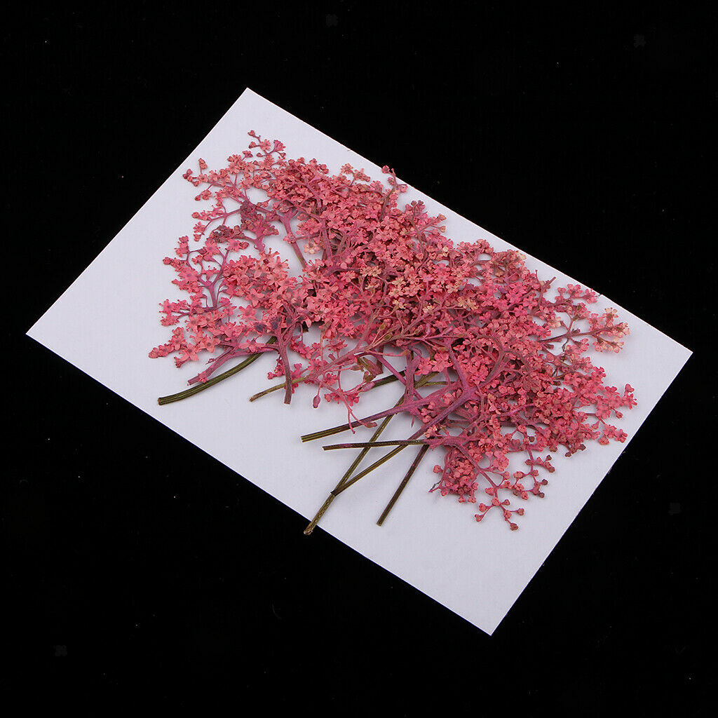 12x Natural Pressed Real Dried Flower for Card Making Decoration Pink