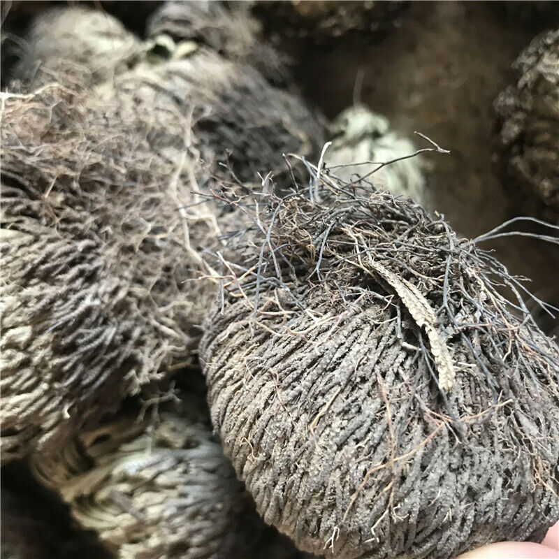 7-10cm Dried Flower Magic Resurrection Plant Air Fern Selaginella Moss Decor DIY