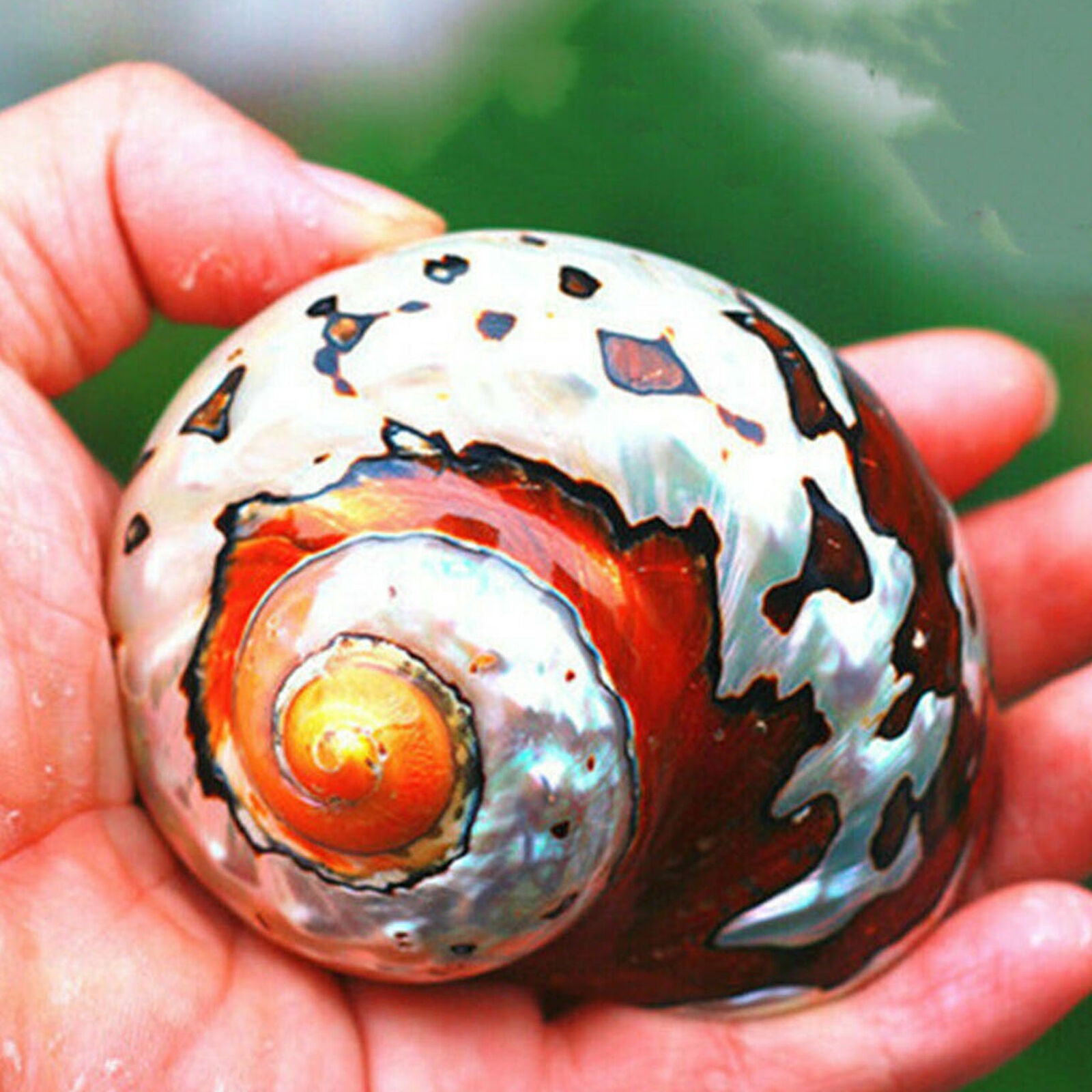 Natural African Turban Sea Shell Coral Conch Snail Home Fish Tank Aquarium Decor