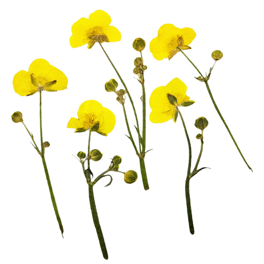 16Pcs Multi Real Pressed Leaves Dried Flower Dry Leaves Embellishments DIY