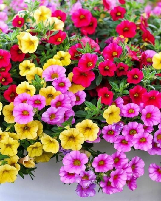 200 PCS Flowers Seeds Petunia Multicolor Annual Plant Home Garden High Quality
