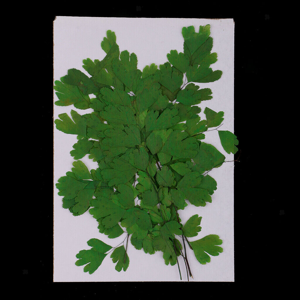 12Pcs Rock Fern Leaves Pressed Press Dried Flower Real Dried Flower Plant
