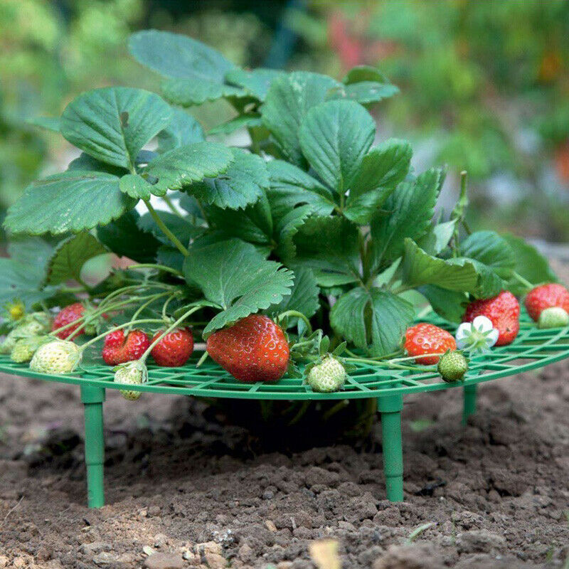 3pack Strawberry Frame Holder Balcony Planting Rack Support Climbing Vine StBDA