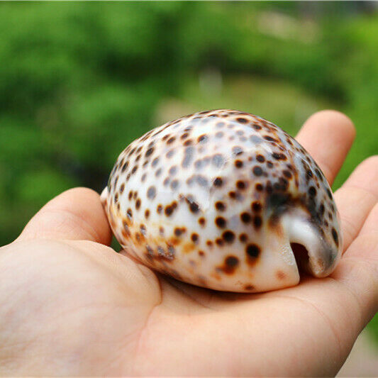 1Pcs Natural Cypraea Tigris Sea Shells Conch Fish Tank Decor Ornament HH6968