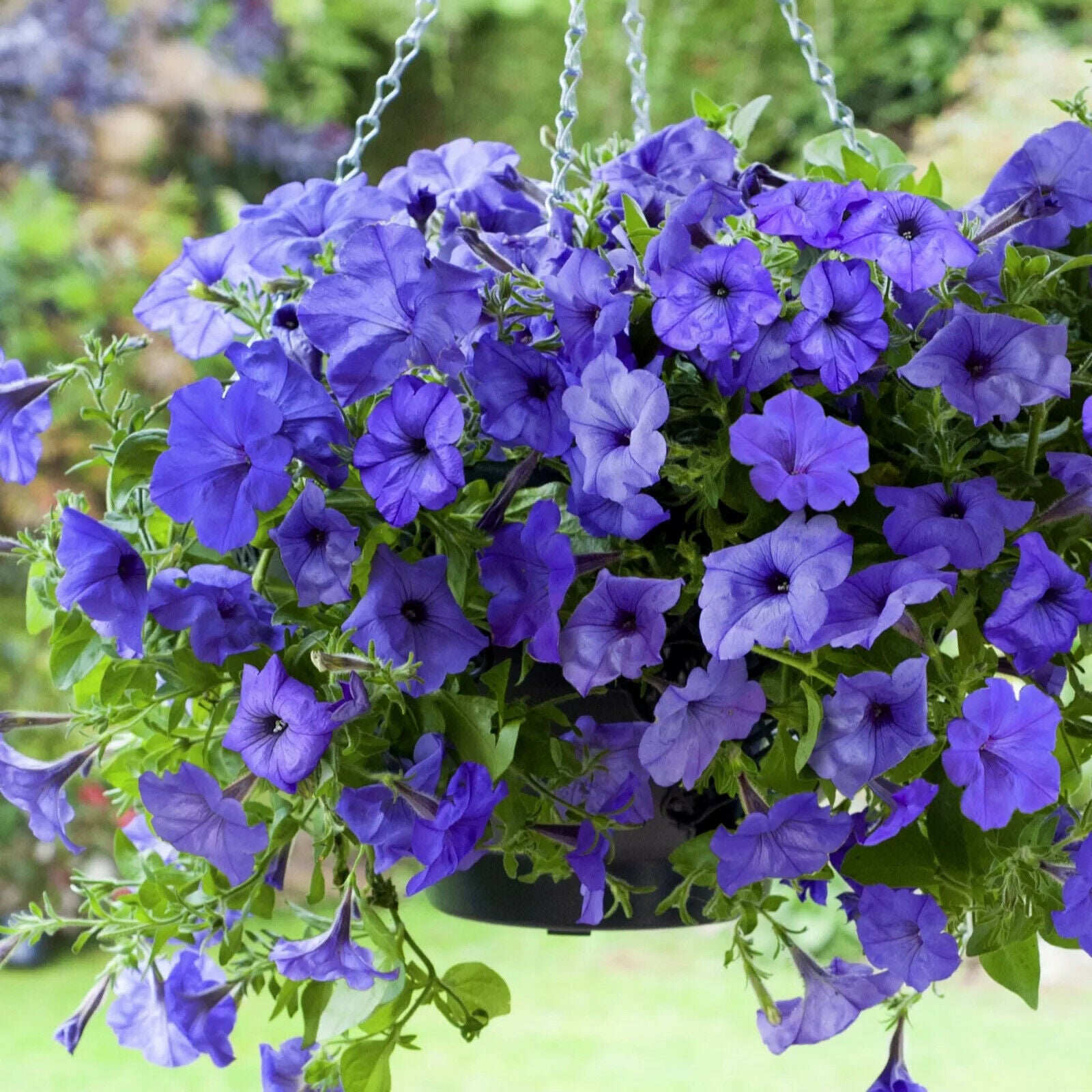 100PCS Seed Petunia Sky Blue Annual Beautiful Fragrance Home Garden High Quality