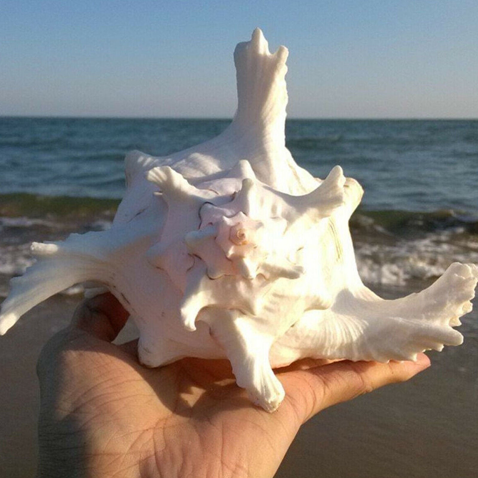 Large 15cm Natural Marine Shell Clam Conch Home Ornament Giant Sea