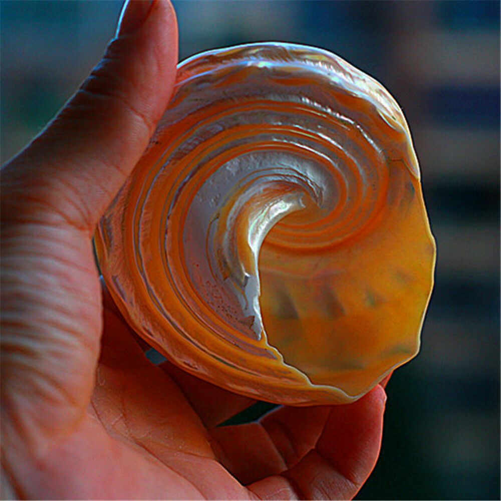 Natural Turban Snail 8-10 cm Fluorescent Shells Cone Shaped Ornament Decor