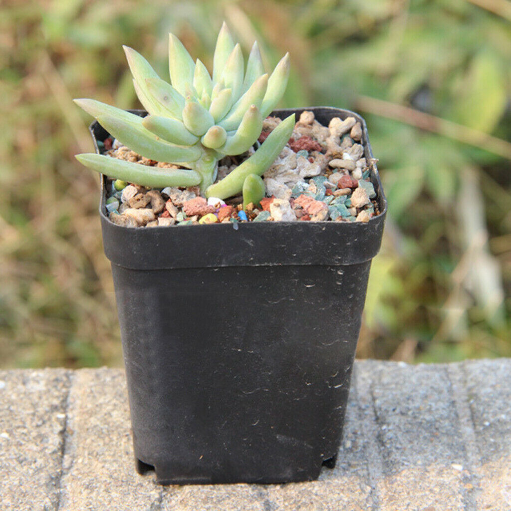 50pcs Plastic Flower Pots Nursery Plant Containers W/ 20 Drainage Holes