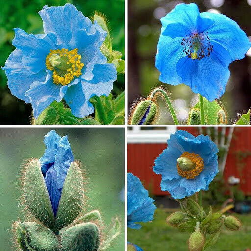 50PCS Blue Himalayan Poppy Meconopsis Grandis Home Garden Beautiful High Quality