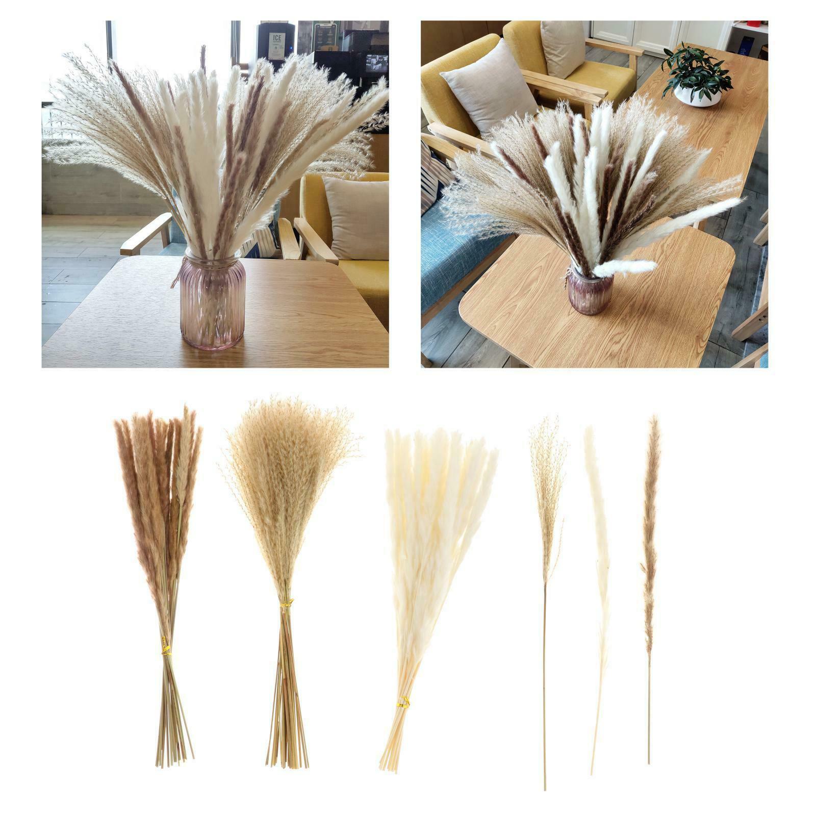 Pampas Grass Natural Dried Pampas Grass Decor for Home Arrangements, Pampas