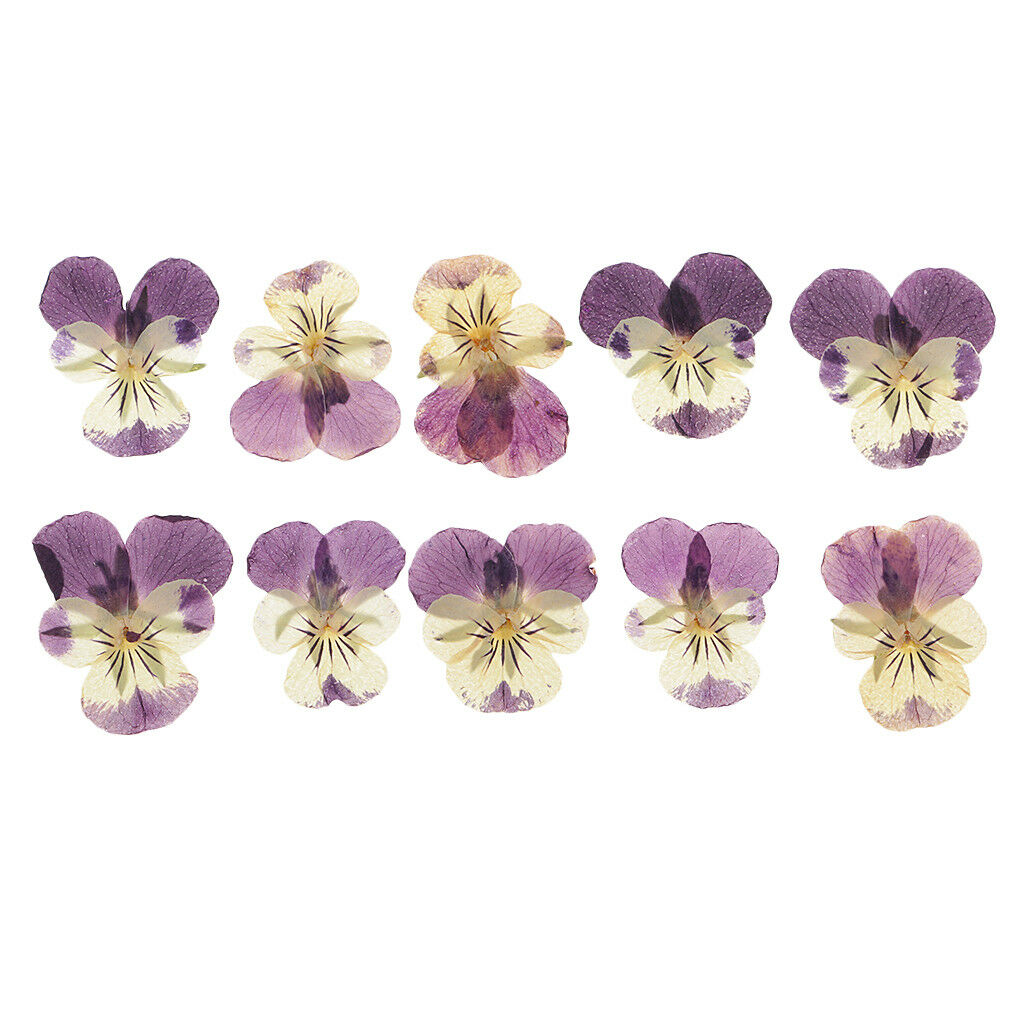10 Pieces Mixed Size Real Pressed Pansy Flowers for Scrapbooking Arts Crafts