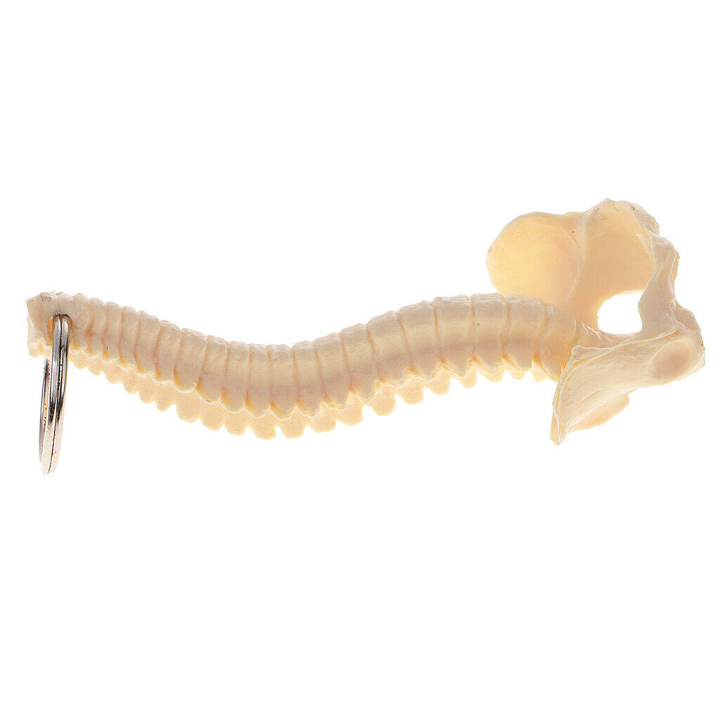 Novelty Handmade Spinal Backbone Skeleton Keychain Keyring Accessories