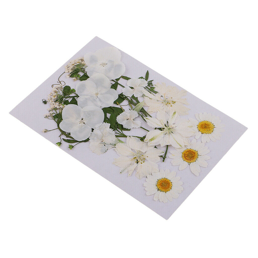 2Bag Multiple Mix Natural Pressed Dried Flowers Leaves DIY Arts Crafts 2.5-3.5cm