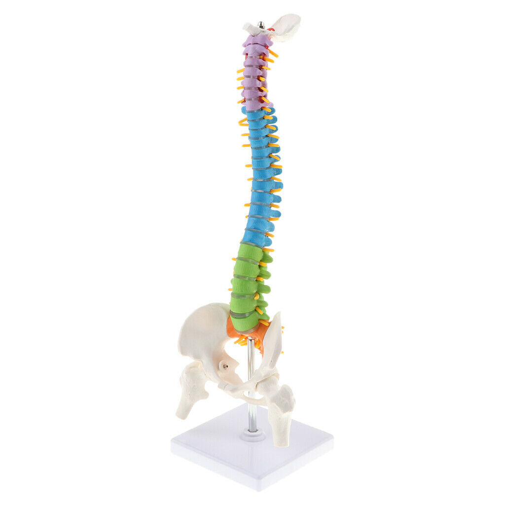Human Vertebral and Pelvis Anatomical Spine with Stand for Science Classroom
