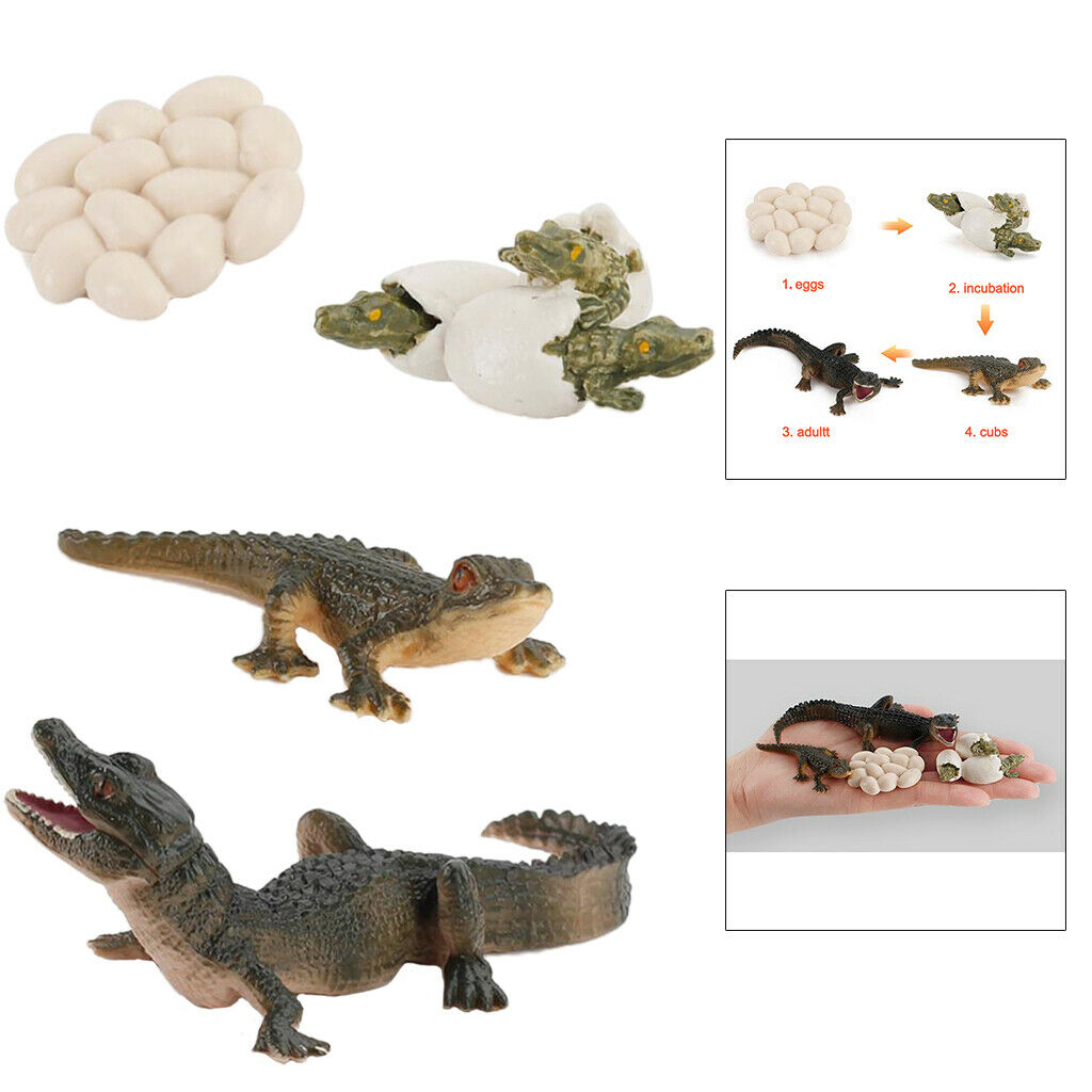 2X Nature Life Cycle Alligator Playset Pre-school Biology Toys Themed Party