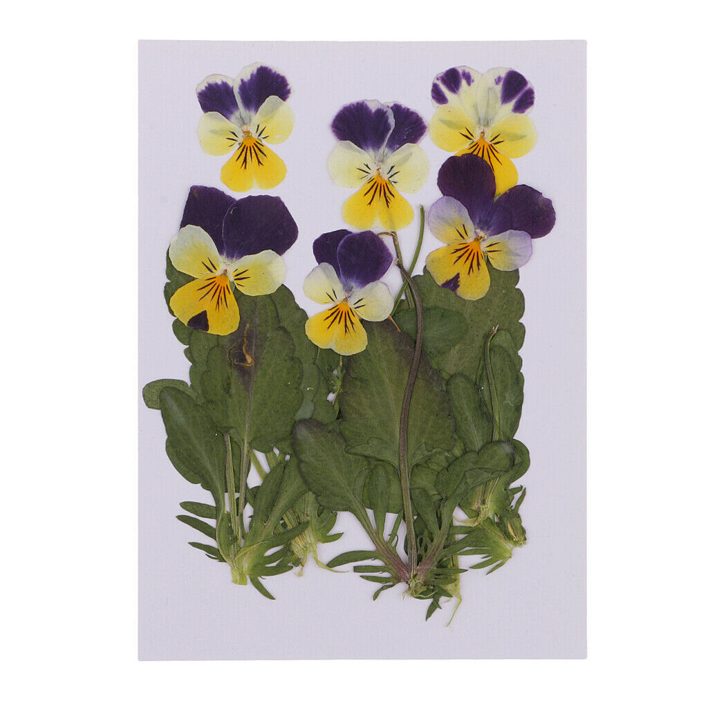 6 Pieces Natural Real Pressed Pansy Flower Dried Flower Floral Embellishments