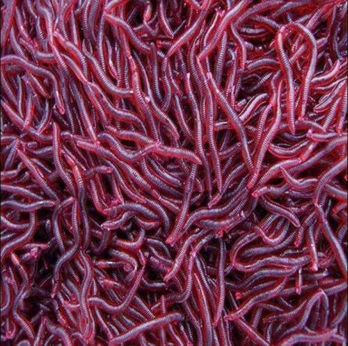 50x Red Earthworm Soft Worm Fishing Lures Bait Hooks Baits Tackle Crankbaits Kit