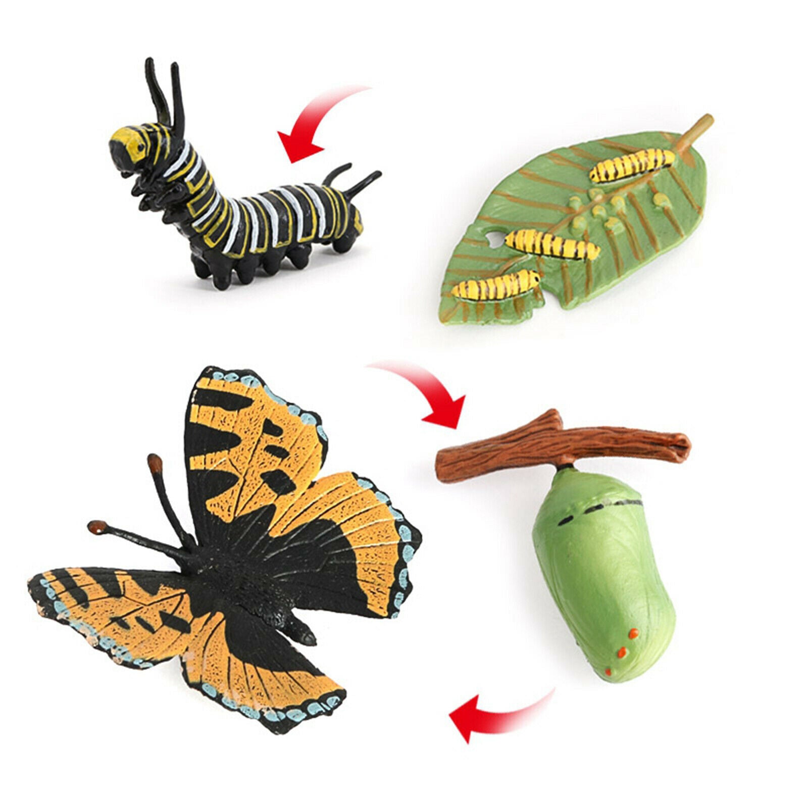 Meticulously Designed Ladybug Butterfly Lifecycle Figures， Educational