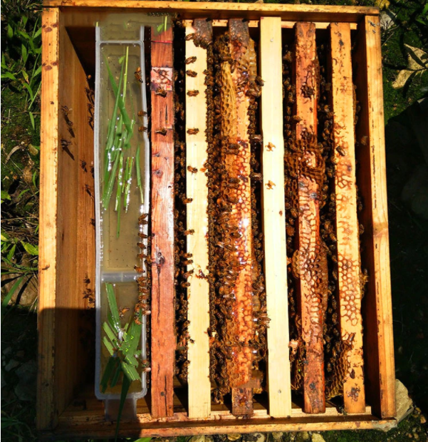 Beekeeper Tools 1Pc Bee Feeder 3Kg Plastic Feeder Bees Feeding Honey Beekeeping