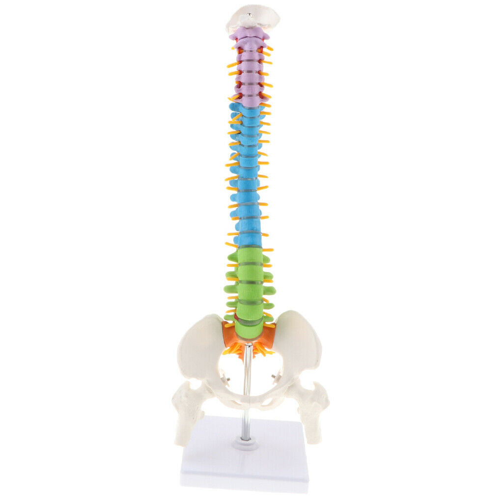 Human Vertebral and Pelvis Anatomical Spine with Stand for Science Classroom