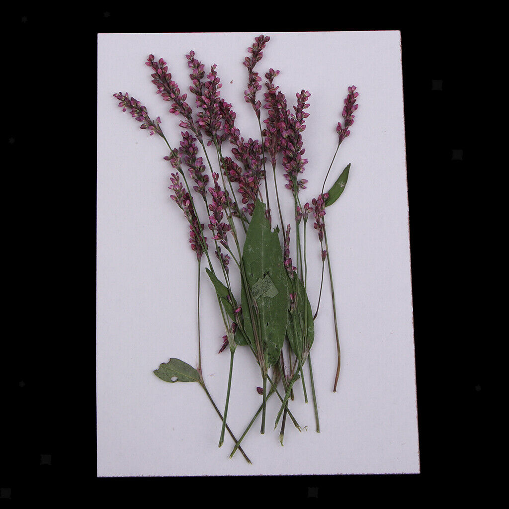 12 Pack Multiple Pressed Dried Flowers Leaves DIY Arts Crafts Scrapbooking Decor