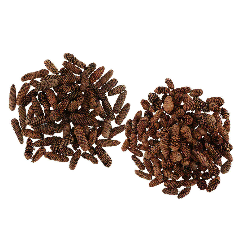 1KG Pine Cone Pineal Nuts Party Decoration Adornment Vase Bowl Fillers 1-6cm