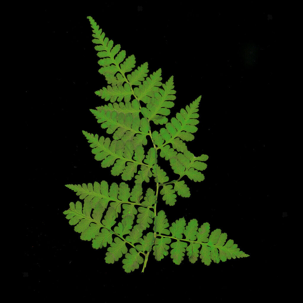 12pcs 11-13cm natural pressed woodsia fern Leaves dried flowers plant specimen