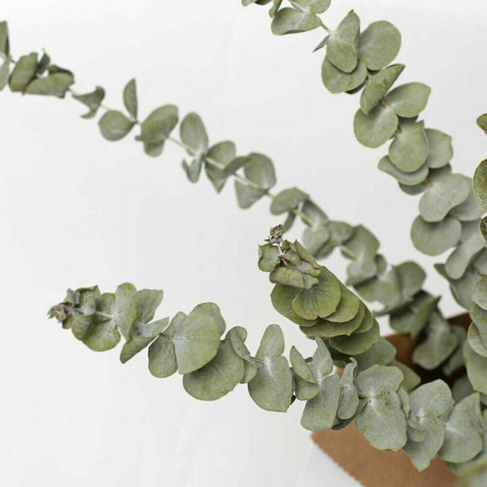 10x Natural Dried Flower Eucalyptus Branches Leaves Bouquets Home Decors hot