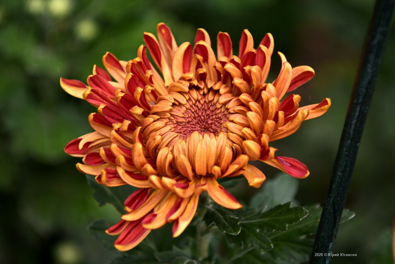 50 PCS Flowers Seeds Korean Orange Chrysanthemum Perennial Plant Home Garden