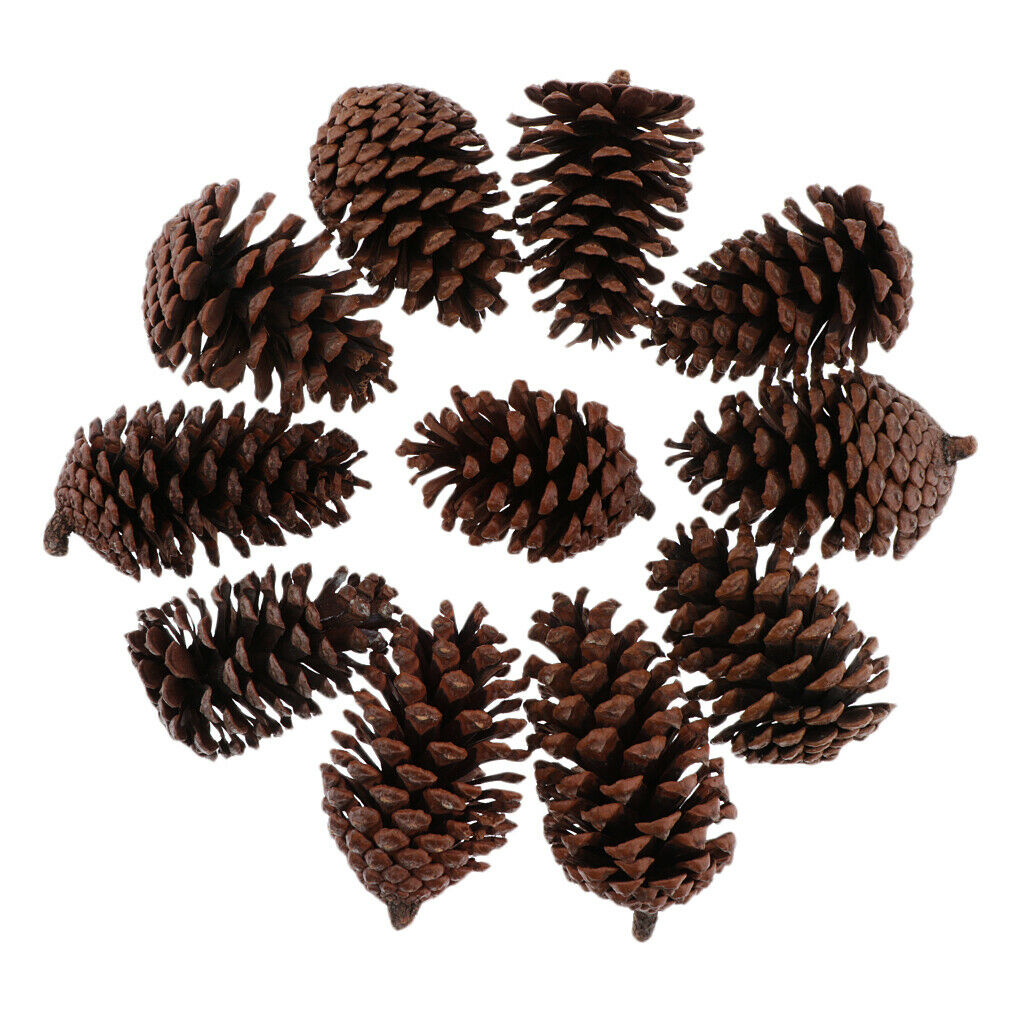 10x Big 8-10cm Natural Dried Pine Cones In Bulk Dried Flower For   Decor