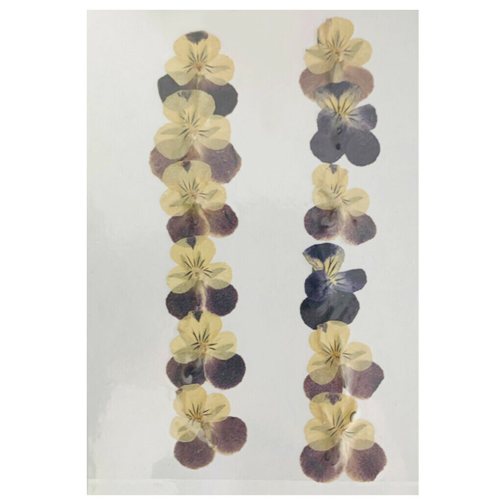 12 Packs Beautiful Dried Pressed Flowers Scrapbooking Crafts Real Specimen