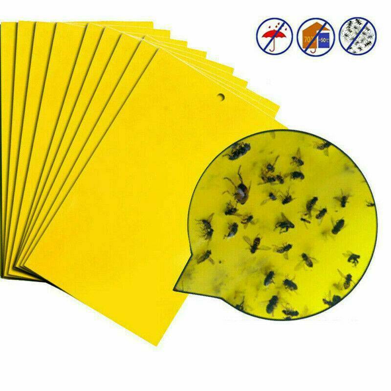 10x Sticky Fly Bug Wasp Insect - Poison Free Paper Traps Catchers Traps 10x15cm