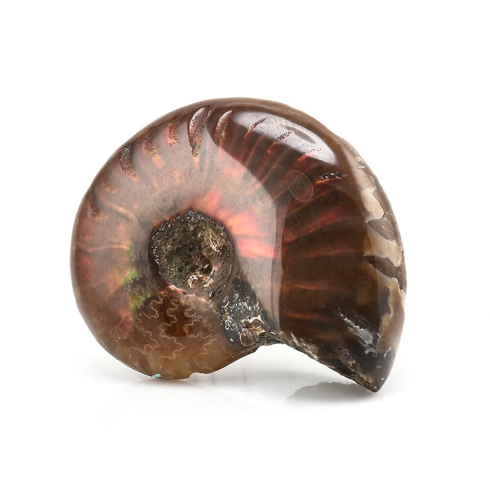 Fashion Natural Iridescent Ammonite Ammolite Facet Specimen Fossil Madagascar