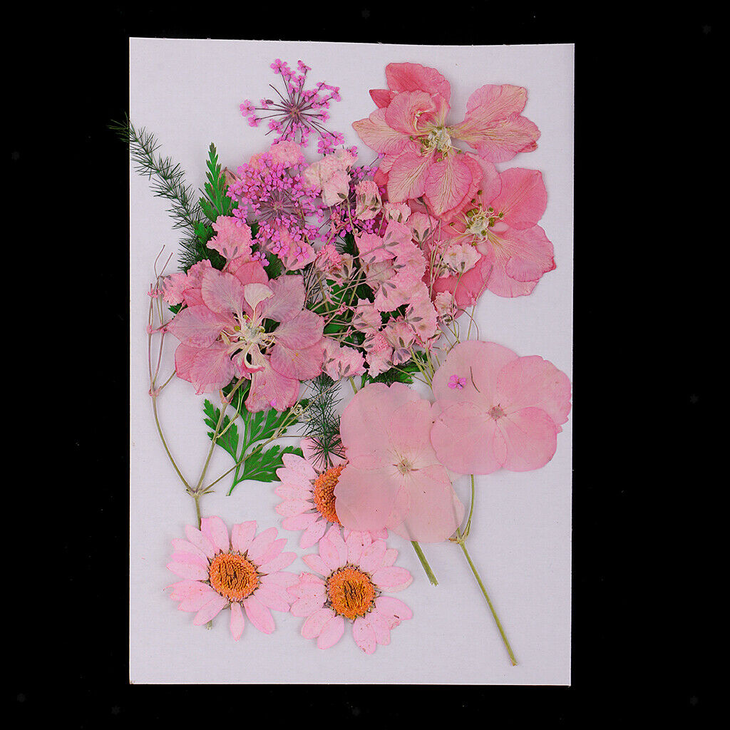 3 Pressed Dried Flower Leaves Specimen DIY Art Craft Scrapbook Card