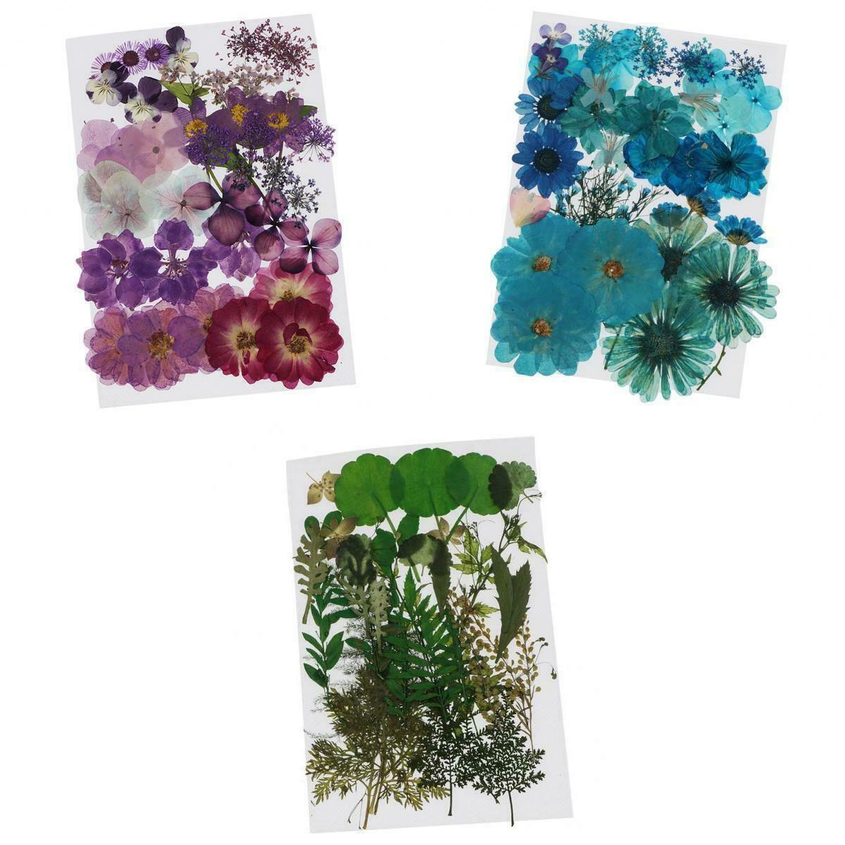 Dried Flower Larkspur Pressed Dried Flowers DIY Greeting Crafts Decoration