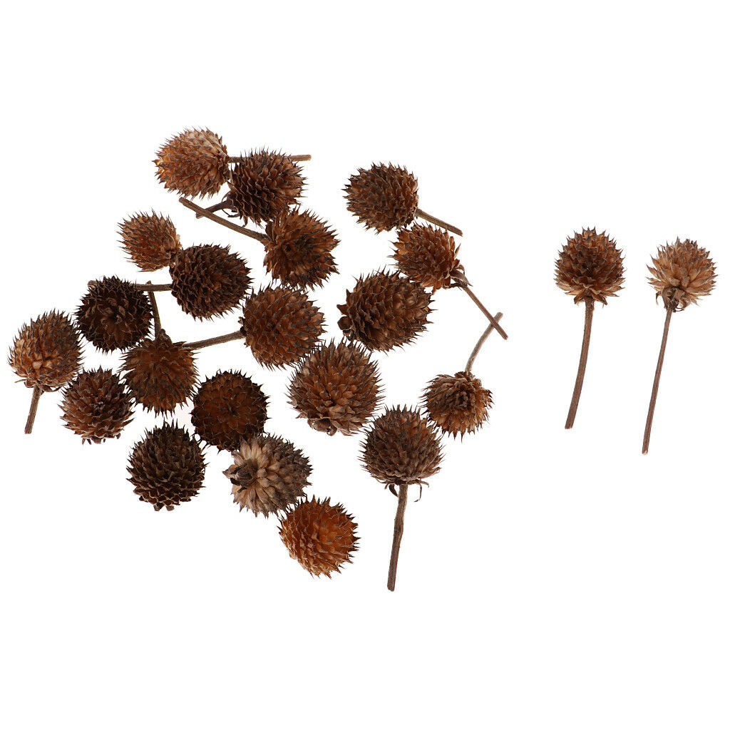 50 Mini Dried Flowers Plant Fruits Christmas Accents Wedding Decor Ornaments