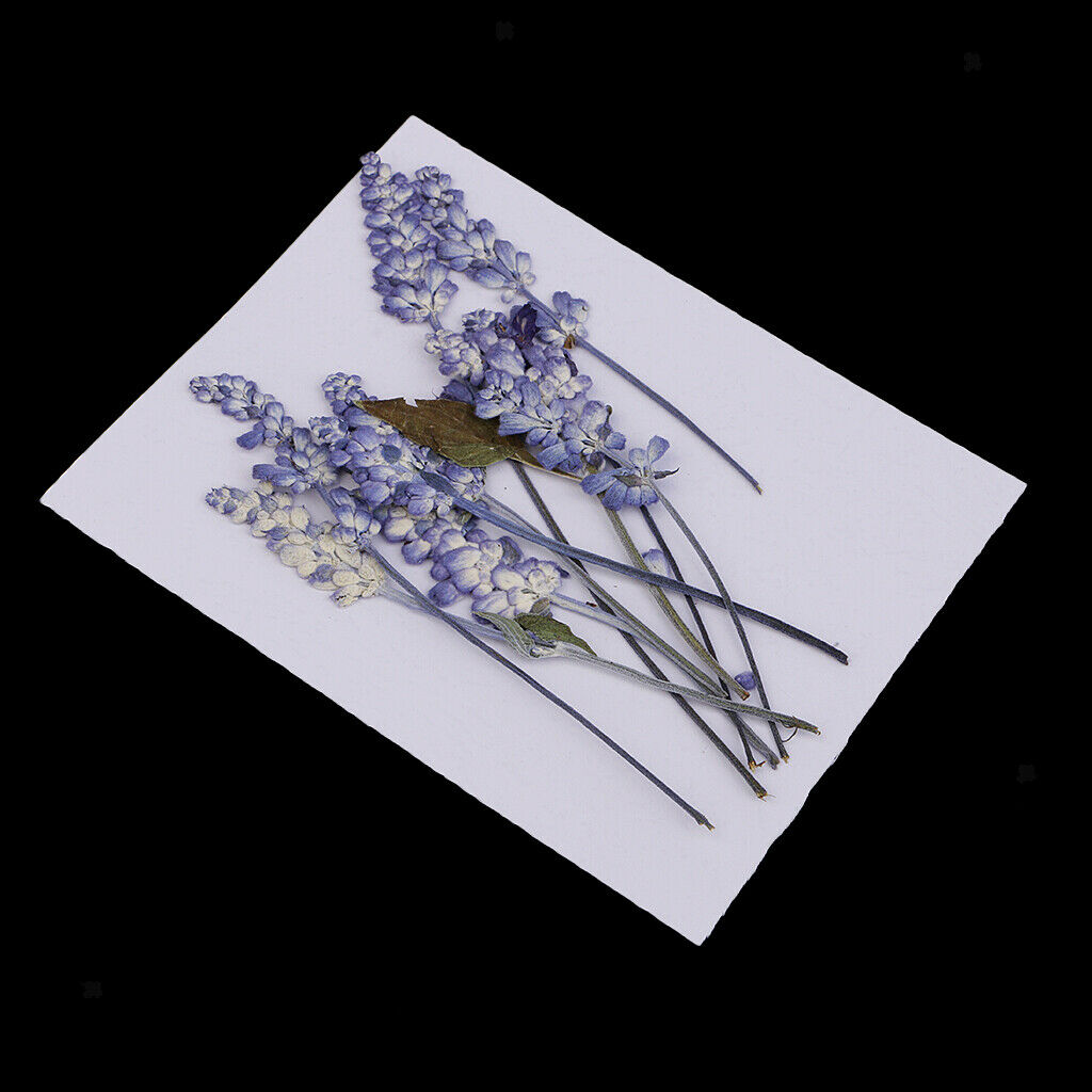 Pack of 10 Mixed Real Pressed Dried Flowers Natural Dry Sage Flowers